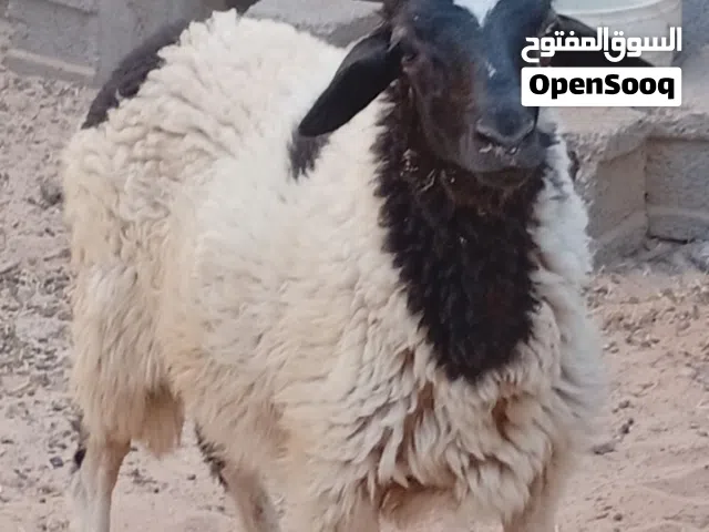 السلام عليكم يوجد حولي دكر وحولية عز من يكسب العمر 5شهور ونص البيع جميع 2900بس