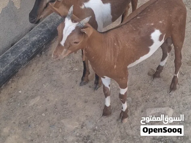 تيوس صلاله العمر 4 شهر تقريبن