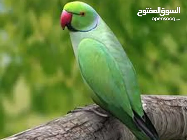 ببغاء الدره الهندي العمر ست شهور ...6 شهور أليف وغير عدواني يحتاج تدريب السعر ،35 ,قابل للتفاوض
