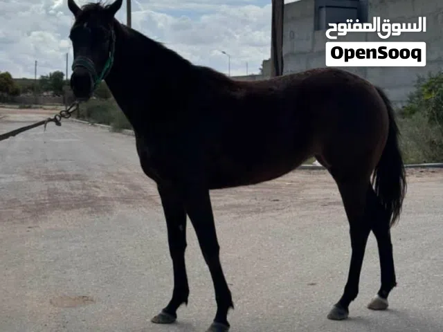 فلوة ربي يبارك