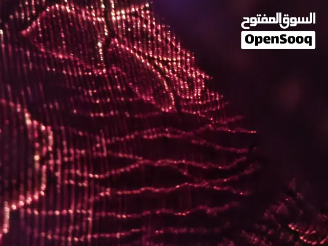 كباش بسعر رمزي