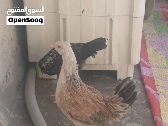 دجاج كويتي للبيع