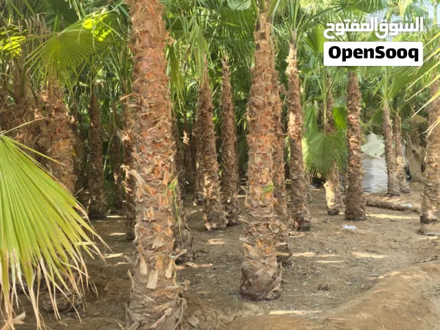 نخيل مثمرعربي وواشنطن مسطحات خظرأ