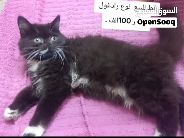 قط للبيع رادغول