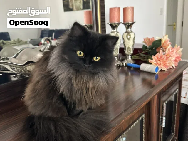 قطة شيرازي بيووور أنثى منتجة للتبني بأبوظبي