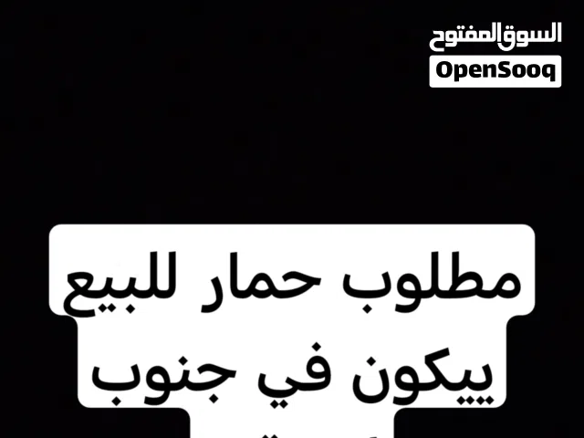 مطلوب حمار للبيع