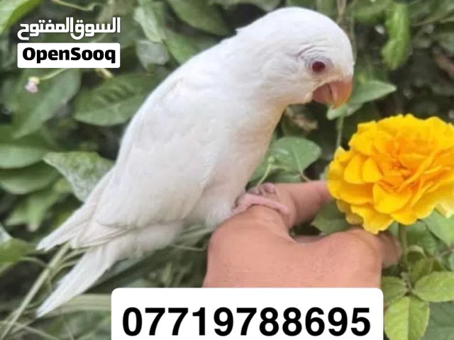 ببغاء فرخ الرهيب كويكر البينو بسعر مغري
