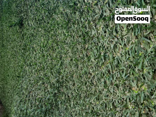 سياج معشب  للبيع