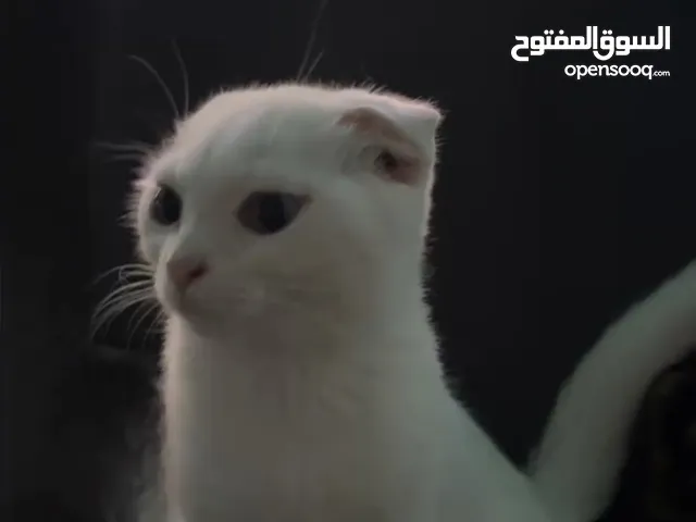 Beautiful White Scottish Fold Mixed cat