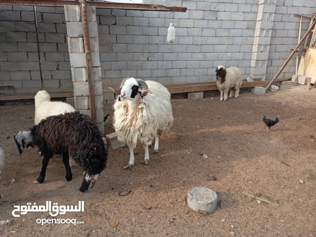 يتوفر لدينا خروف كبير عمرة تقريبا 2سنه