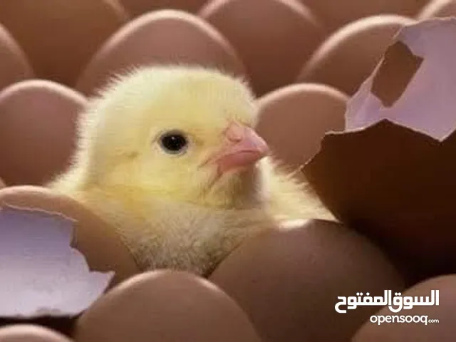 صوص دجاج للبيع