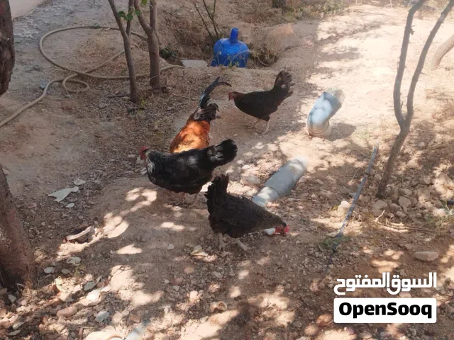3 دجاجات وديك للبيع او لابدل ع  كنار