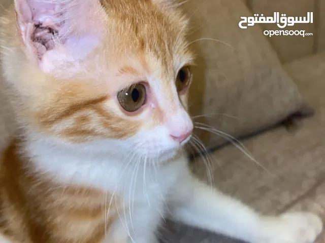 قطه للتبني