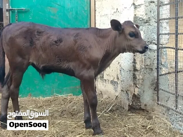 للبيع عجل هولندي