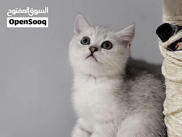 للبيع كتنز سكوتش استريت شورت هير ابيض