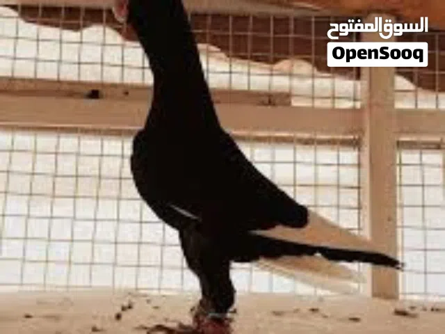 مطلوب جوز مساويد شامي نخب