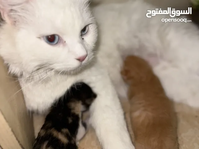 The sweetest Cat with 2 kittens located in hili and can offer delivery
