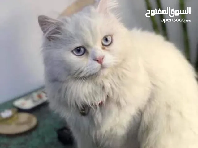 قطه شيرازي فحل