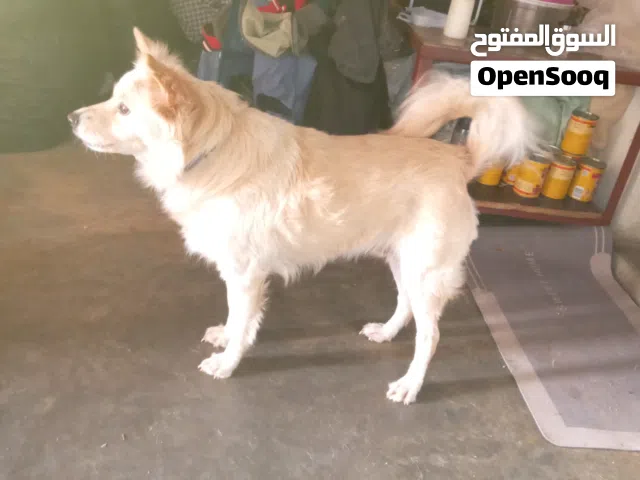 كلب لولو مدرب معو 4 كلمات . نضيف مابوسخ جوا البيت ونس مع الاطفال وآخد جميع لقاحاتو . موجود بالبترون