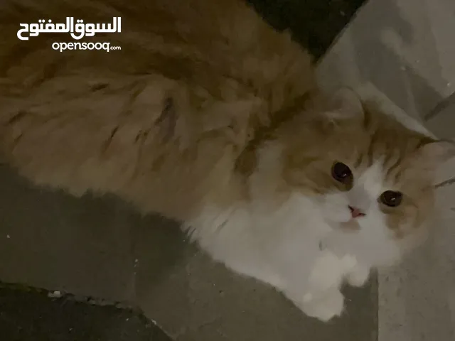 قطط تبني سعر رمزي