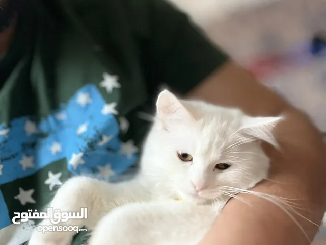 قطة فارسية بيضاء ،لعوبة ومطعمة بالكامل  White Persian Kitten for Sale.