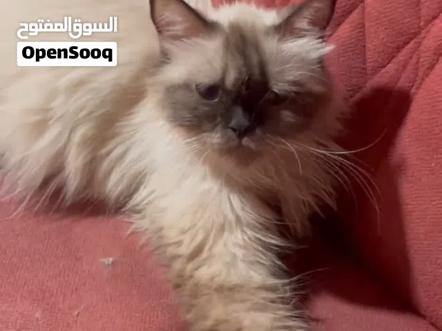هملايا نقي نثية حامل مستعجل على بيعتها