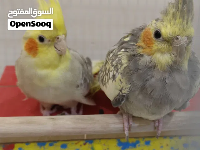 ببغاء كوكتيل او كروان الوان مميزه