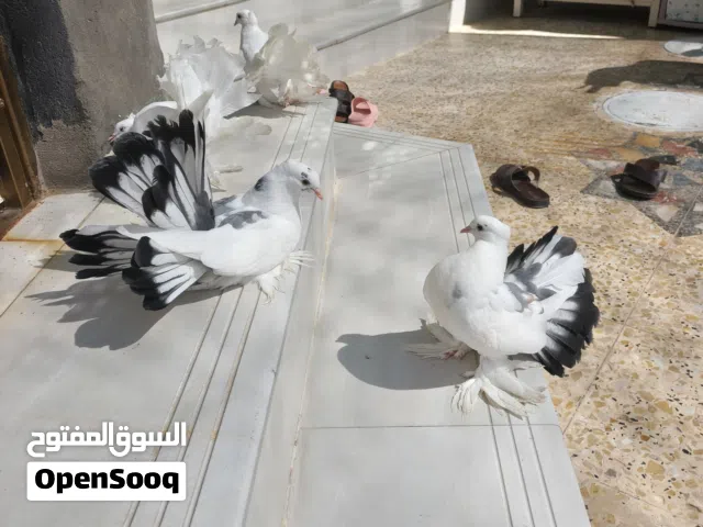 3 ازواج للبيع البصرة شط العرب