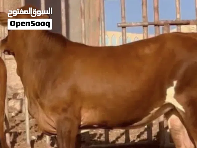 للبيع عجله عجل عجال بقره كبش قعود تيس اقرأ الوصف تحت