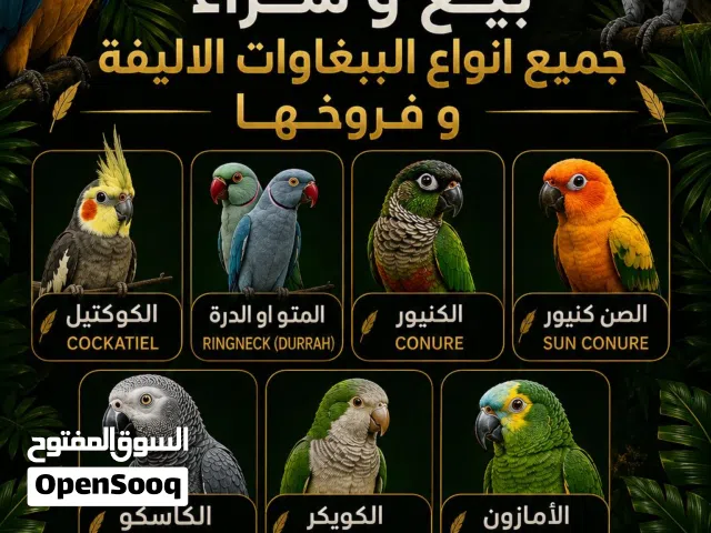 مطلوب ببغاوات فروخ أو أليفة