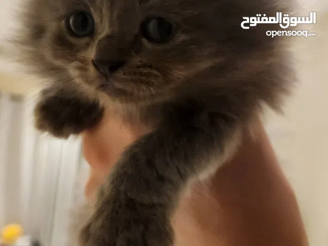 قطة للبيع Kitten for sale