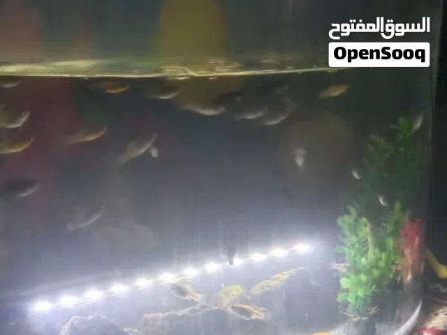 حوض سمك مع جهاز الاوكسجين الحوض سيكوريت مش قزاز خفيف مع ضو 40سم لون ابيض