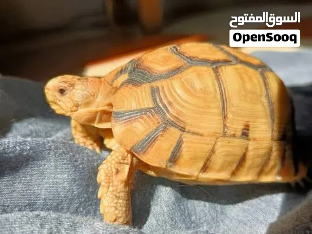 سلحفاة صحراوي مصري