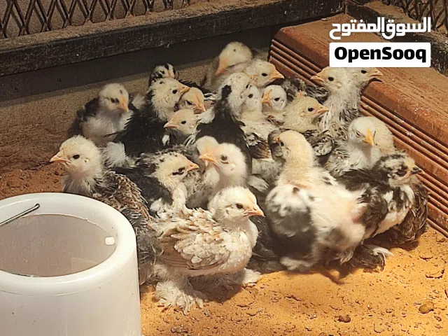 دجاج استرالي