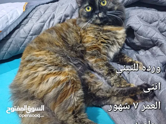 Cat for adoption vaccinated قطة للتبني مطعمه