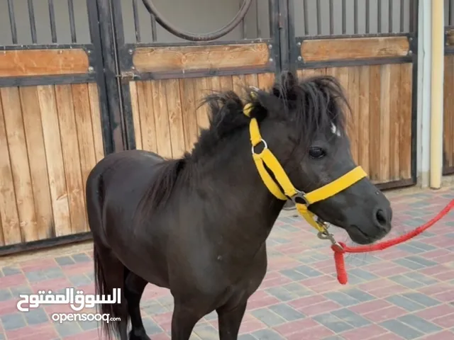 خيل ميني بوني