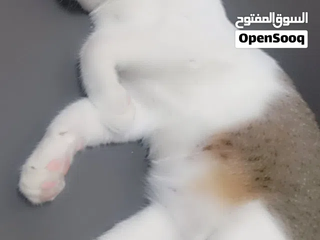 "عندي قطة أنثى اسمها لوسي، عمرها سنتين، للتبني. لوسي متربية في البيت من وهي صغيرة جداً، قطة نظيفة، أ