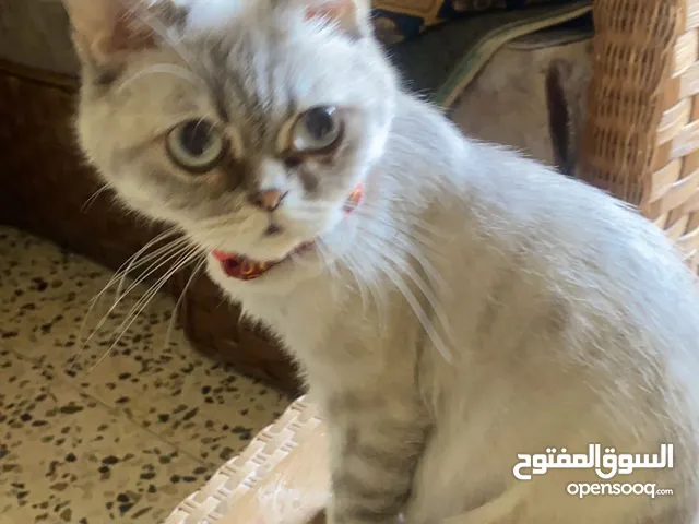 قطه للتبني
