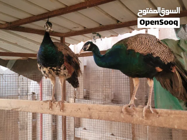 زوج طاووس للبيع
