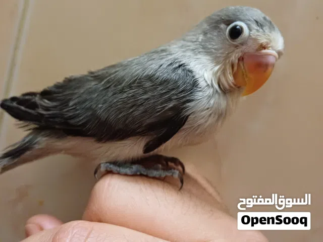 سلام عليكم متاح طرف فيشر لترويض للبيع اقراء الوصف