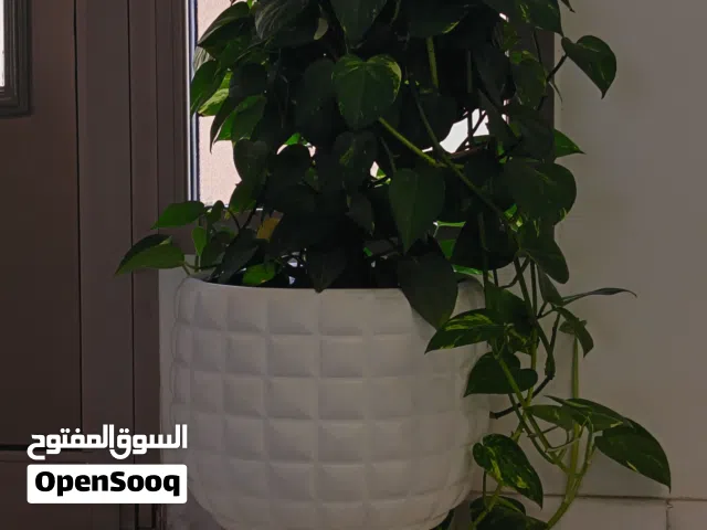 Money plant.