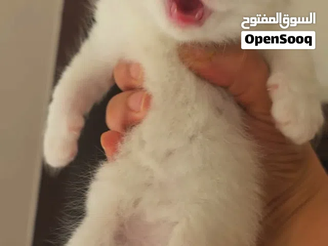 قط سكوتش العمر شهر