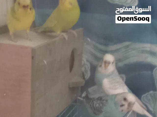 جوزين حب شغالاة للبيع بسعر حرق