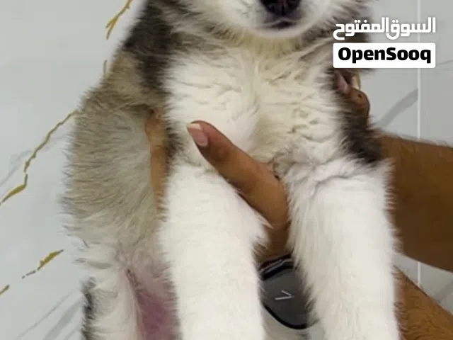 Beautiful Siberian Husky Puppy – 2.5 Months Old – Ready for Loving Home (UAE Delivery Available)