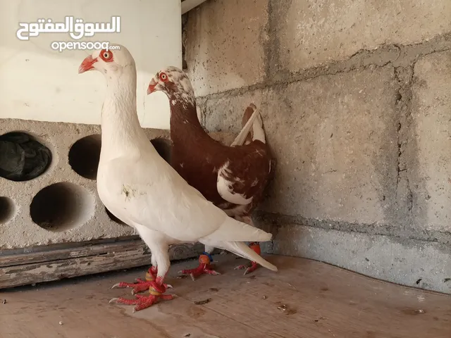 حمام مشكل 3 جواز و4 فحول وطيرتين شرا يرن بسعر حرق اقرا الوصف
