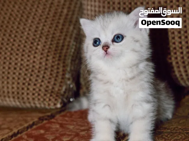 قطط بريتش شورت هير Fold Shorth & Scottish Fold Shorthair مستوى عالي وبيور من اهالي مسجله ومستورده