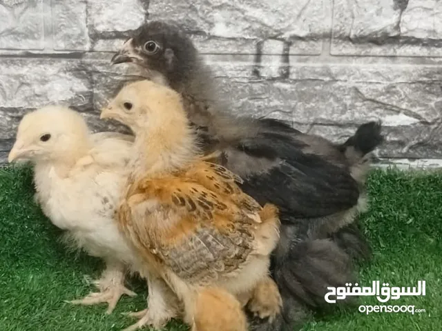 صيصان براهما كلومبي من اهالي دبل جامبو