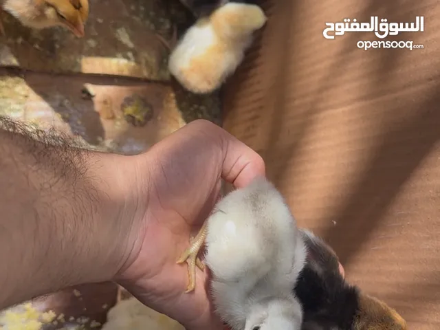 افراخ عرب اللون حلوه وملقحات