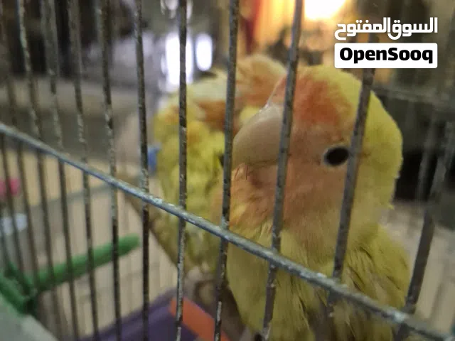 طيوور روز رووز