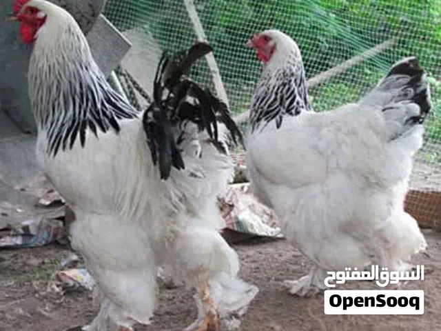 دجاج براهما